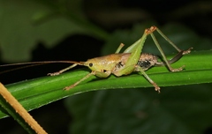 Austrosalomona destructor