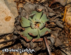 Echeveria strictiflora