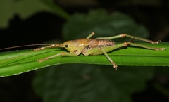 Austrosalomona destructor