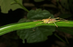 Austrosalomona destructor