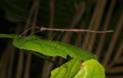 Austrocarausius decorus