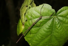 Austrocarausius decorus