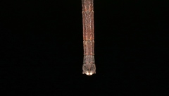 Austrocarausius decorus