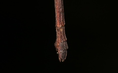 Austrocarausius decorus
