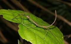 Austrocarausius decorus