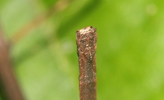 Austrocarausius decorus