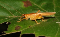 Hyalogryllacris