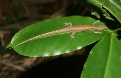 Cryptoblepharus