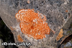 Image of Caloplaca saxicola