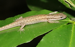 Cryptoblepharus