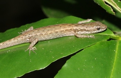 Cryptoblepharus