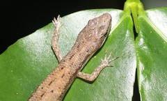 Cryptoblepharus