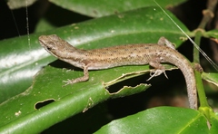 Cryptoblepharus