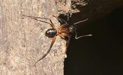 Camponotus confusus