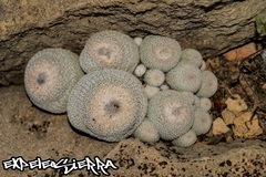 Epithelantha greggii