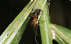 Camponotus confusus