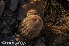 Echinocereus pectinatus pectinatus