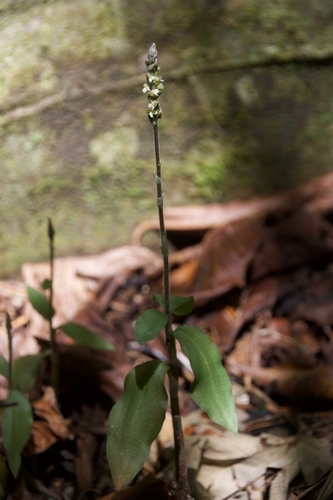 Zeuxine fritzii