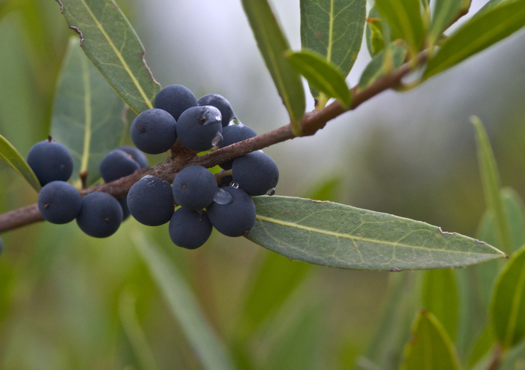 Narrow-leaved mock privet