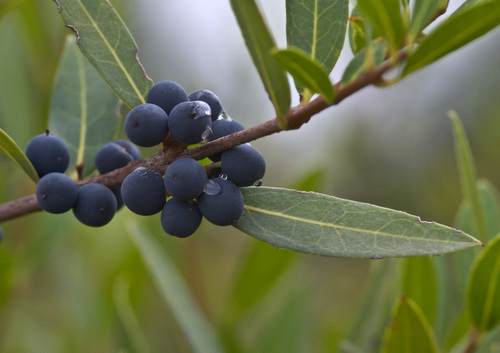 Narrow-leaved mock privet