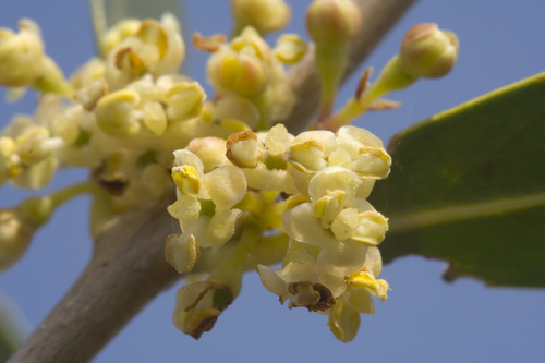 Narrow-leaved mock privet