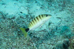 Lutjanus semicinctus