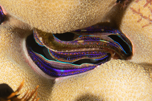 Iridescent Scallop