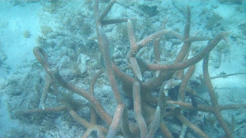 Staghorn coral
