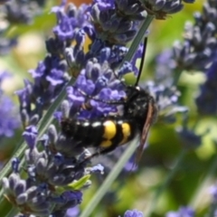 Megascolia maculata flavifrons