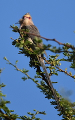 Urocolius indicus transvaalensis