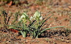Albuca seineri