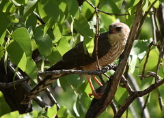 Micronisus gabar gabar