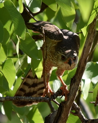 Micronisus gabar gabar