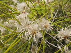 Clematis afoliata