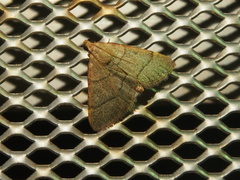 Hypsopygia repetita