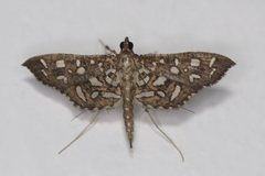 Nausinoe geometralis