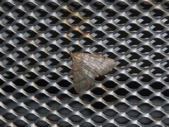 Hypsopygia repetita