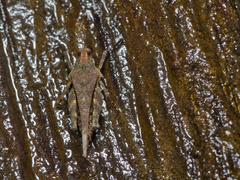 Timoritettix platynotus