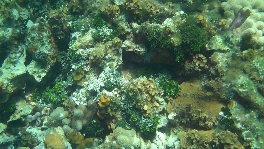 Photo of Opuntia Halimeda (Halimeda opuntia)
