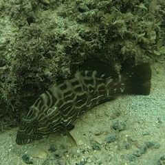 Mycteroperca bonaci