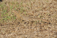 Cyclura nubila