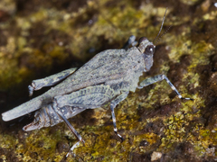 Timoritettix platynotus