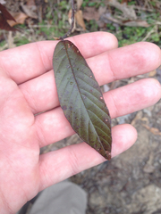 Frangula caroliniana