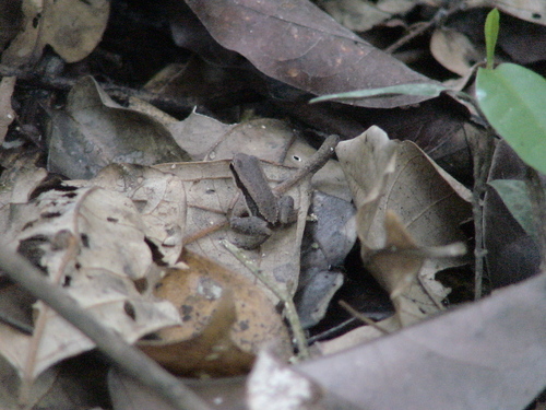 Allobates trilineatus