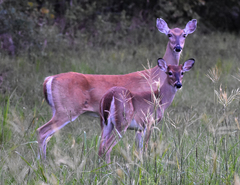 Odocoileus virginianus texanus