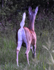 Odocoileus virginianus texanus