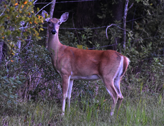 Odocoileus virginianus texanus