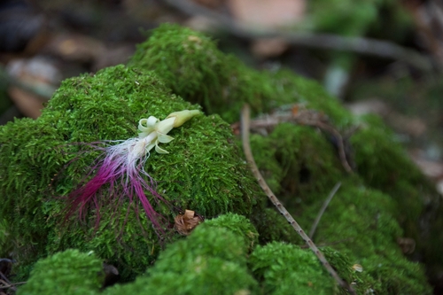 Serianthes nelsonii observed 2018-05-06