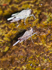 Timoritettix platynotus