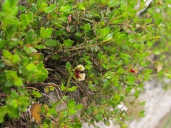 Gonocarpus aggregatus